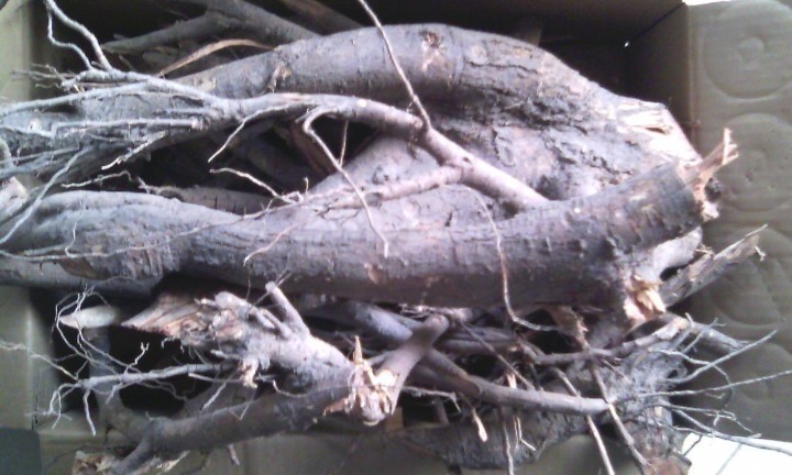 Rễ đen là thảo dược gì? Công dụng - liều dùng và tác dụng phụ